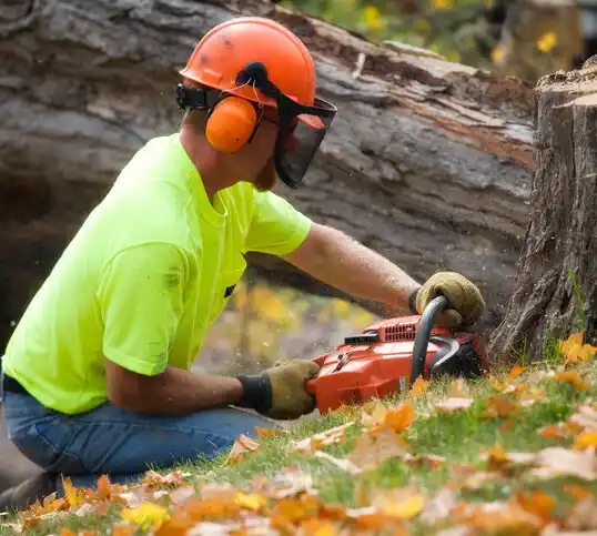 tree services Maumee